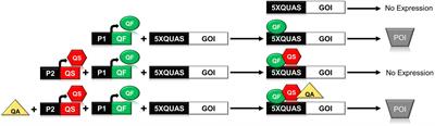 The Q-System as a Synthetic Transcriptional Regulator in Plants